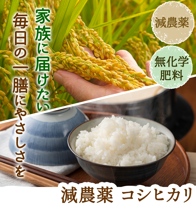 令和6年福井県産コシヒカリ 令和6年度 福井県産コシヒカリ 精米5kg の通販