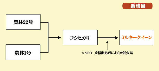 ミルキークイーン系譜図