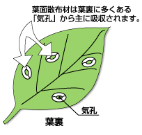youmen_1