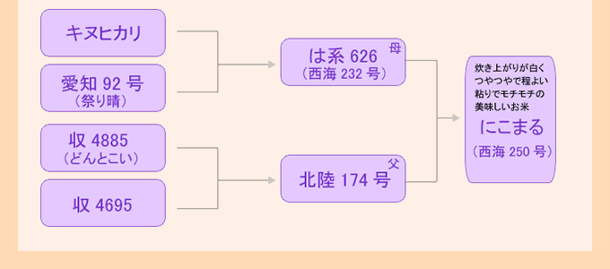 にこまるの系統図
