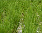 id_farmer_hiraki_and_hotta_i03