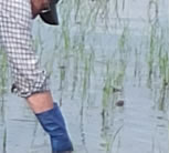 田植えのこだわり