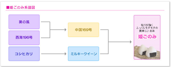 姫ごのみ系譜図