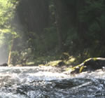 九頭竜川の清らかな水