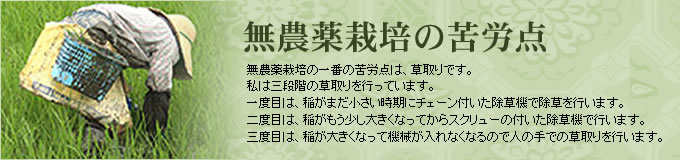 無農薬の苦労点