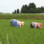 手での草取り