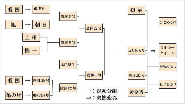 ミルキクイーンの系統図