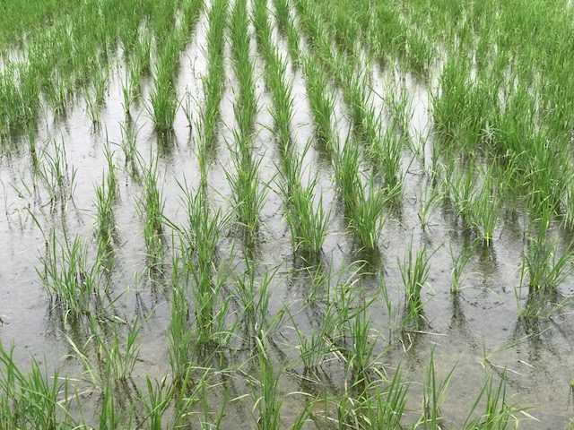無農薬・無化学肥料栽培 いのちの壱の田んぼ 7月6日 
