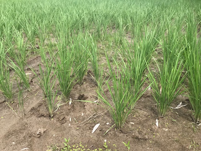 無農薬・無化学肥料栽培 ミルキークイーン 特選 の田んぼの様子 7月9日 