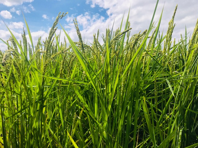 無農薬・無化学肥料栽培いのちの壱の田んぼ