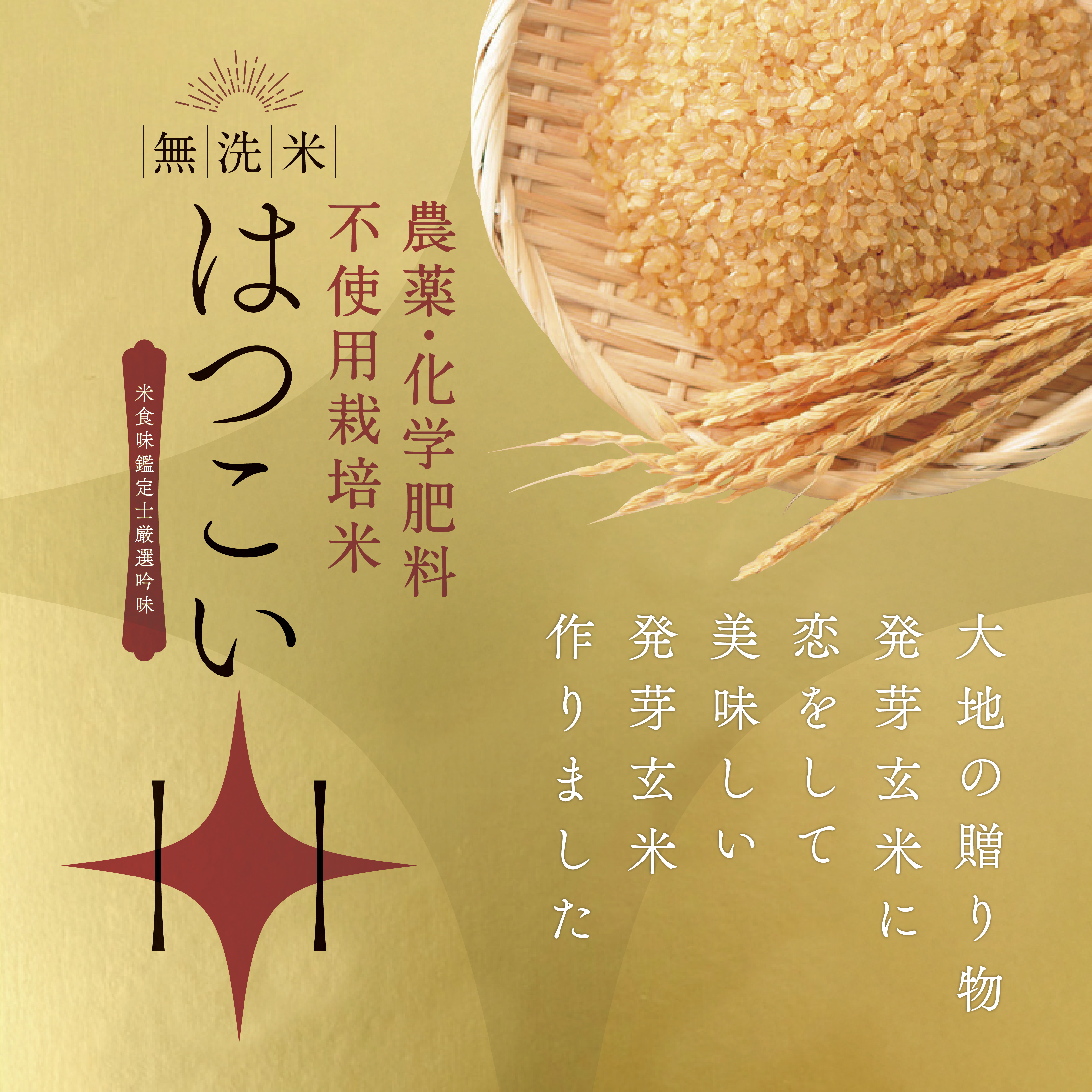 発芽玄米 無農薬 無洗米「はつこい」7年産 農薬・化学肥料不使用栽培