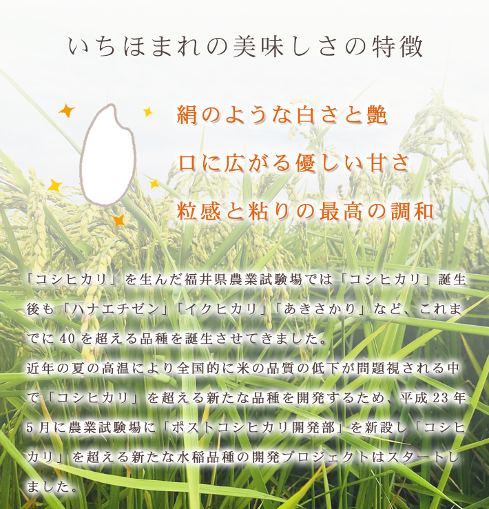 いちほまれ