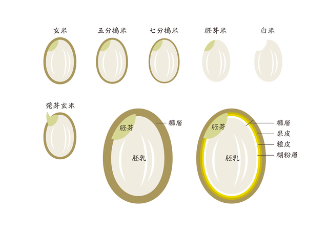 玄米の構造