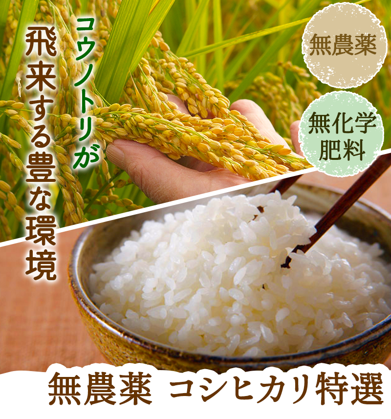 無農薬 コシヒカリ 特選