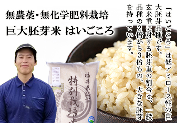 ふくい味覚倶楽部 無農薬米と無農薬の玄米とミルキークイーンの専門店 ふくい味覚倶楽部 無農薬米と無農薬の玄米とミルキークイーンの専門店