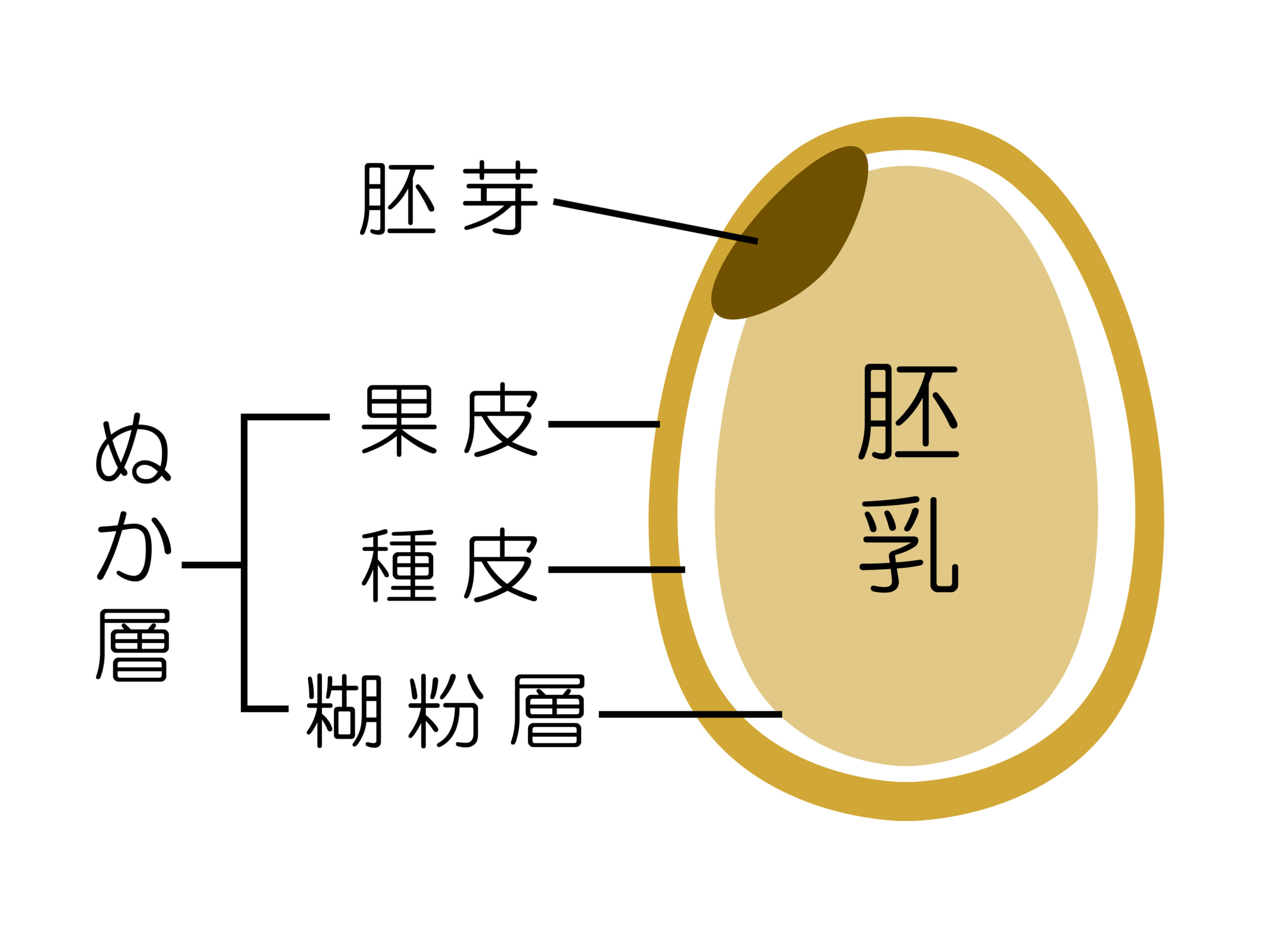 玄米のしくみ