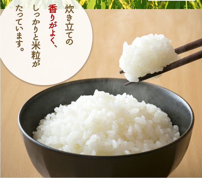 残りわずか！自然栽培米　無農薬無肥料コシヒカリ　令和元年新米　限定10㎏　玄米