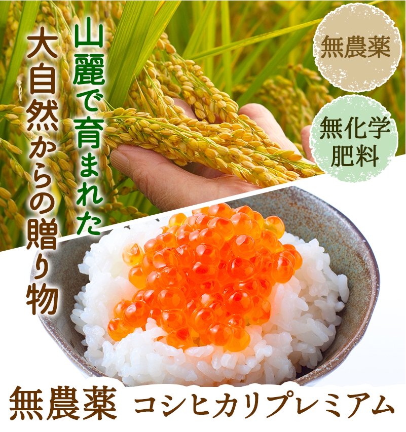 食味ランクS-　無農薬有機米コシヒカリ　白米（玄米15kg分）福井・令和5年新米