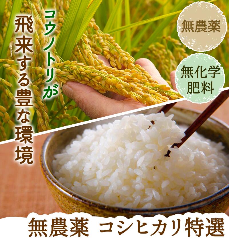 無農薬・無化学肥料 コシヒカリ「特選」福井県令和2年産新米 特別栽培