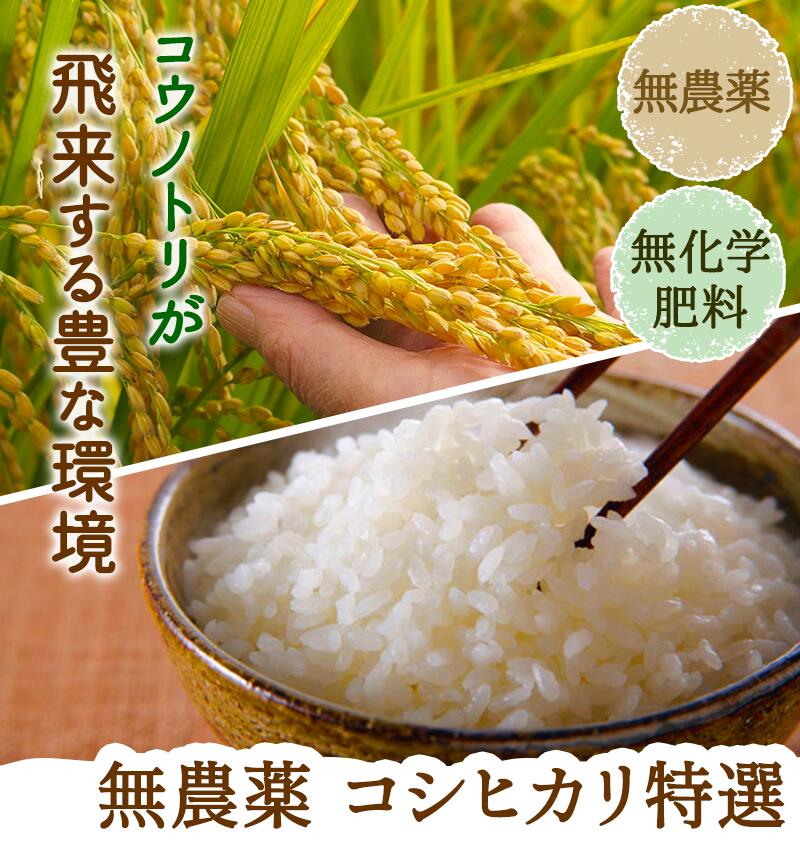 新米コシヒカリ　無農薬