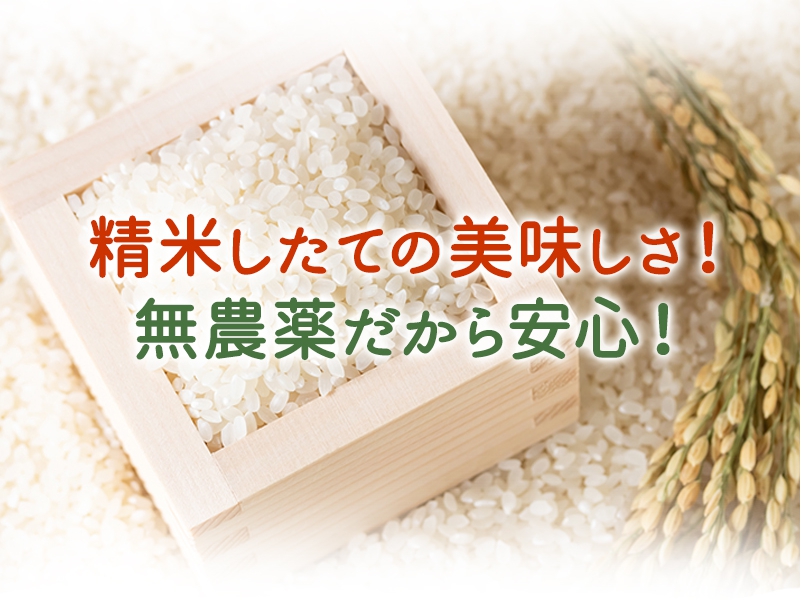 無農薬米ミルキークイーン「特選」 | ふくい味覚倶楽部