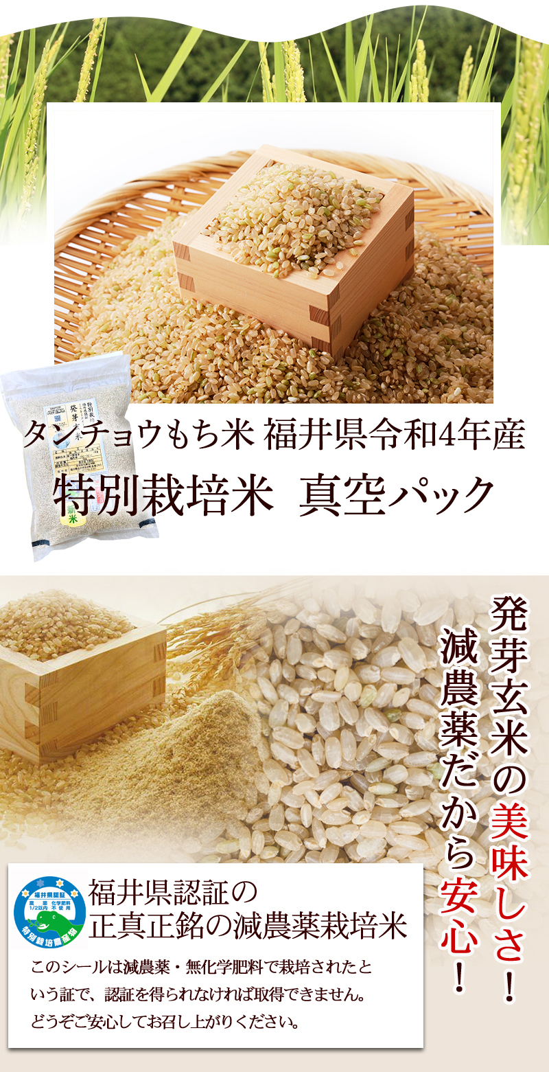 減農薬栽培タンチョウモチ　農家直送　米/穀物　令和5年産もち米玄米25kg　福井県産