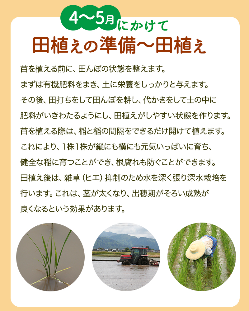 田植え